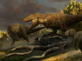 Najdeno okostje dinozavra, ki odgovori na večno vprašanje paleontologije
