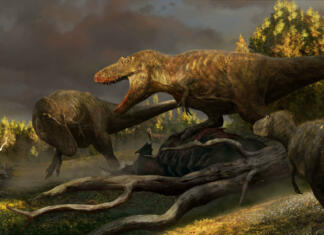 Odkritje nove vrste, ki zakrpa luknjo v evoluciji vrste Najdeno okostje dinozavra, ki odgovori na večno vprašanje paleontologije