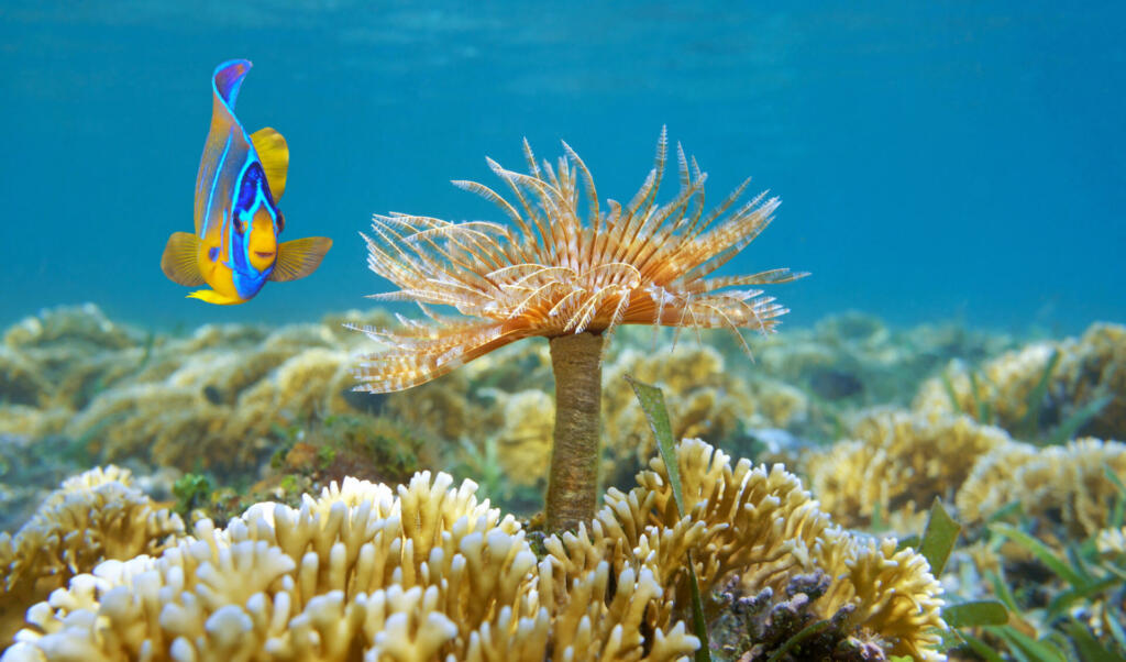 A marine worm with a tropical fish underwater in a reef of the Caribbean sea