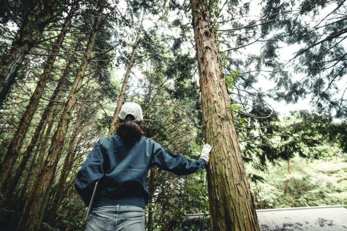 Asian women working with forestry