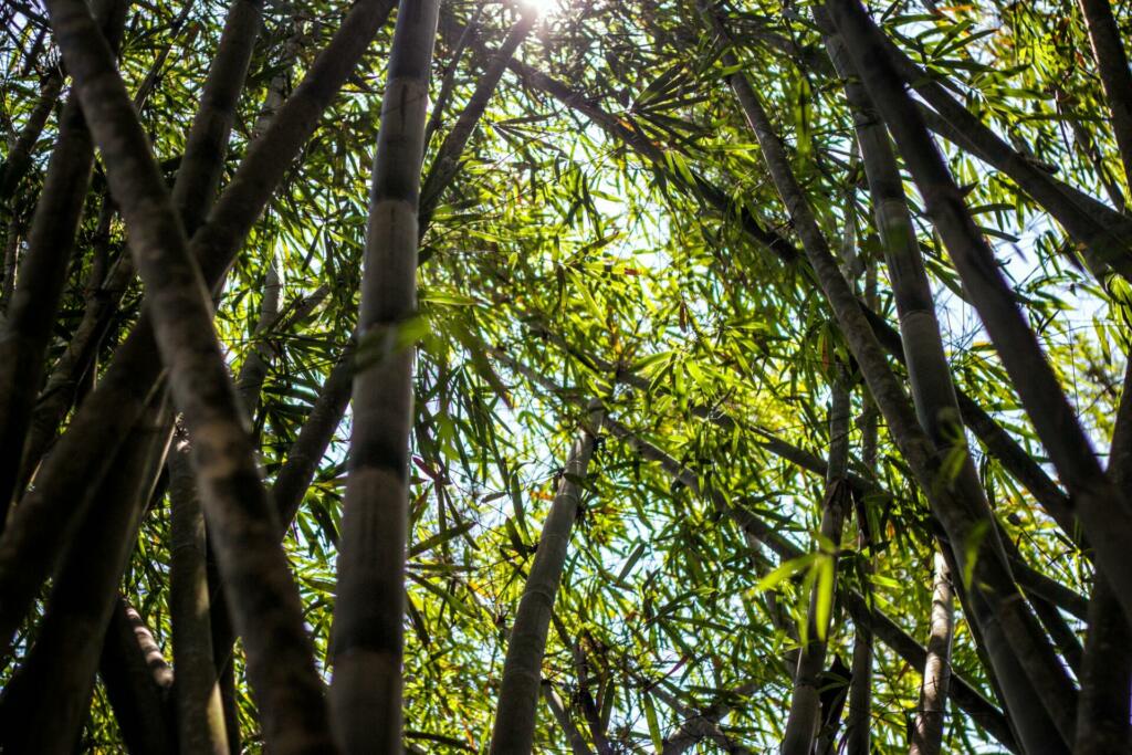 Bamboo forest