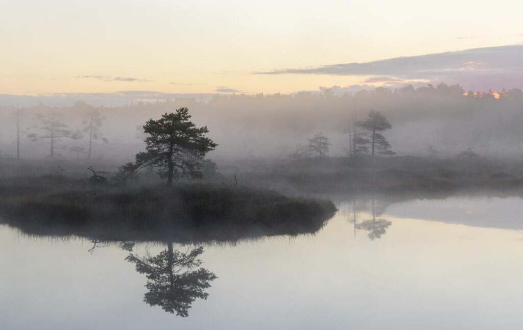 Bog lake with islands and reflections with the fog clad dawn colored sky background