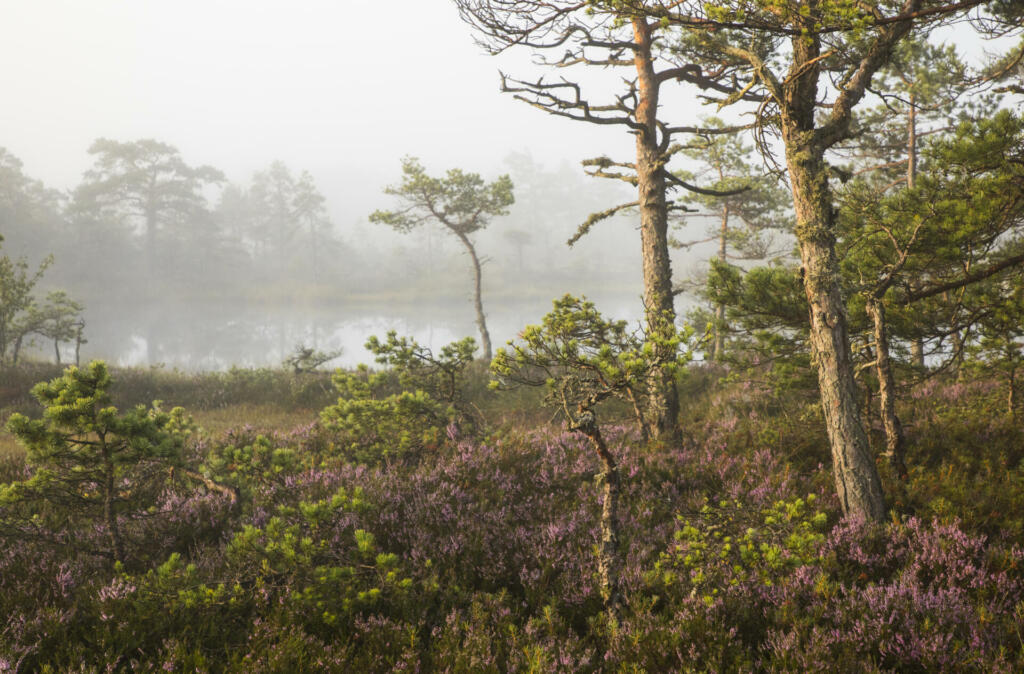 Bog woodland view with the pine trees and flowering heather in the front and fog clad bog lake in the background. Luitemaa NR, Parnu county, Estonia