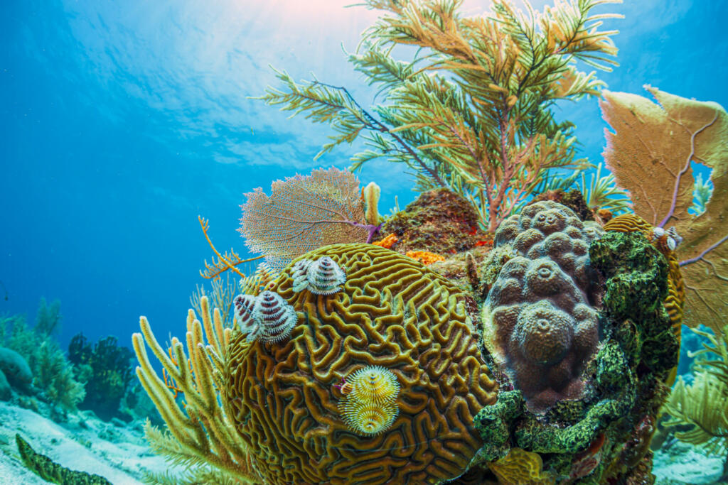 Caribbean coral reef off the coast of the island of Roatan, Honduras