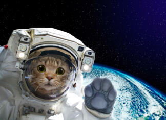 Živali, ki smo jih poslali v vesolje Cat astronaut in space on background of the globe. Elements of this image furnished by NASA