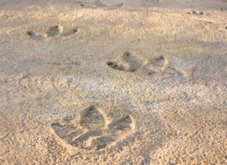 Umetna inteligenca našla odgovor na »večno« vprašanje paleontologov Dinosaur footprints found in the rocks.