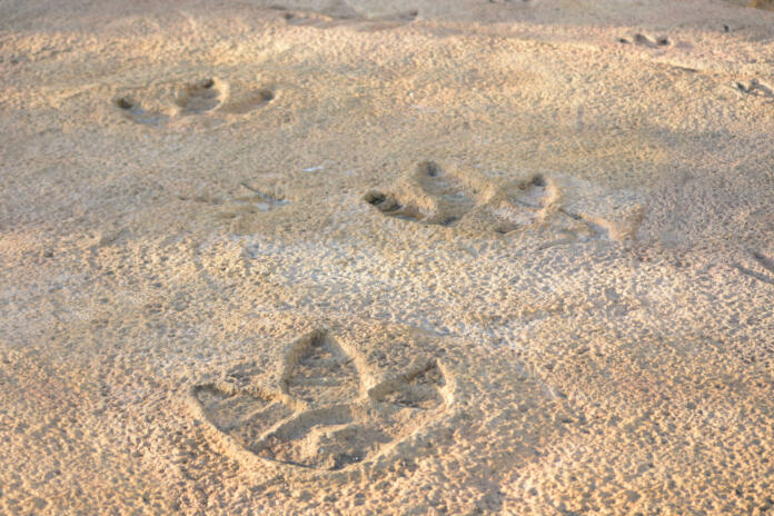 Dinosaur footprints found in the rocks.