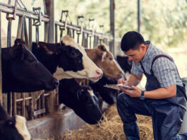 Farmers are recording details of each cow on the farm.