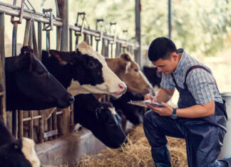 So mladi res ključ pri uresničitvi kmetijske politike? Farmers are recording details of each cow on the farm.