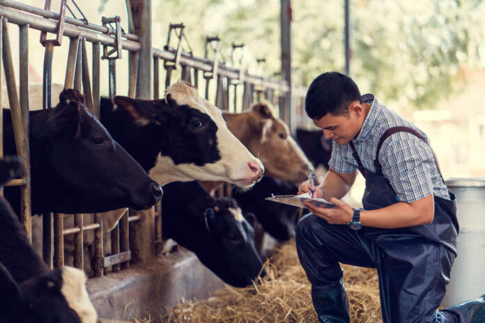 Farmers are recording details of each cow on the farm.