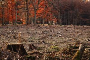 forest, fall, clearing