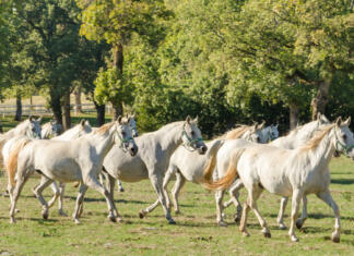 Lipicanci in čebele na Unescov seznam? Bo Sloveniji uspelo? Lipizzan horses