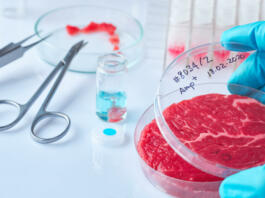 Meat sample in open disposable plastic cell culture dish in modern laboratory or production facility. Concept of cultured meat, cellular agriculture, slaughter-free eco friendly concept.