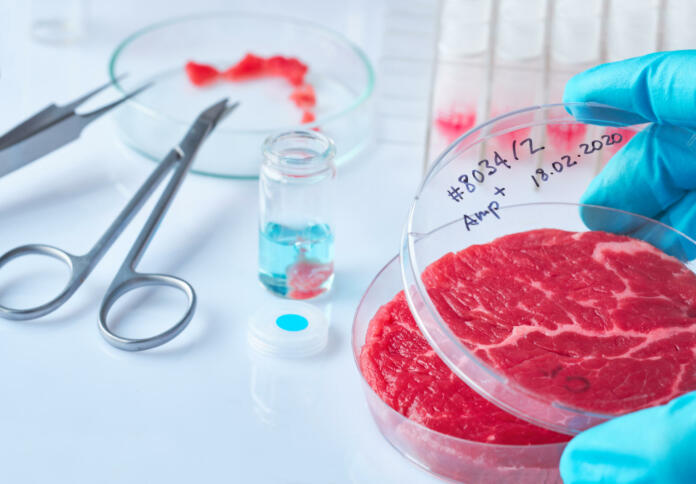 Meat sample in open disposable plastic cell culture dish in modern laboratory or production facility. Concept of cultured meat, cellular agriculture, slaughter-free eco friendly concept.