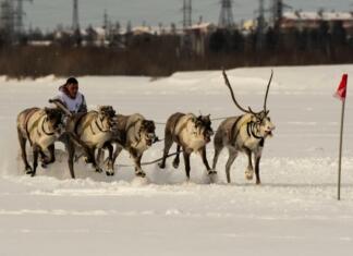 Odbiti zimski športi, v katerih ljudje dejansko tekmujejo tekma s severnimi jeleni