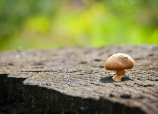 »Nore gobice« kažejo potencial za zdravljenje depresije small juicy mushroom hallucinogen