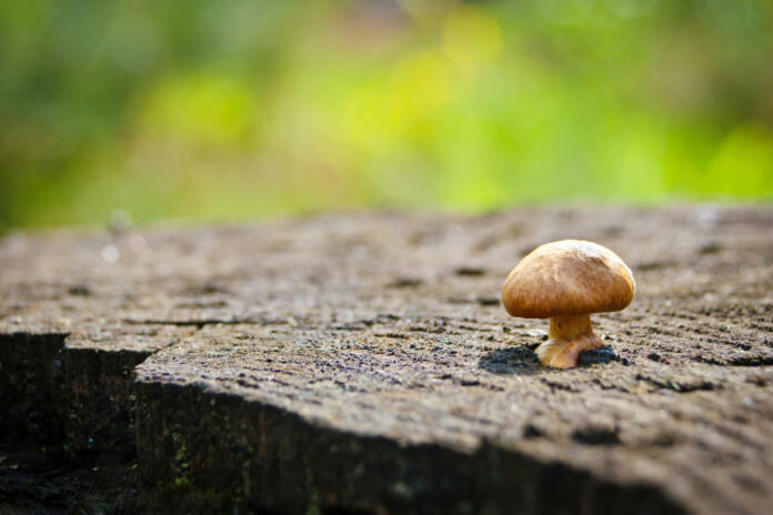 small juicy mushroom hallucinogen