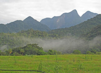view over recently replanted forest to mountains, with early morning mist"n"nREGUA, Atlantic Rainforest, Brazil July 2015