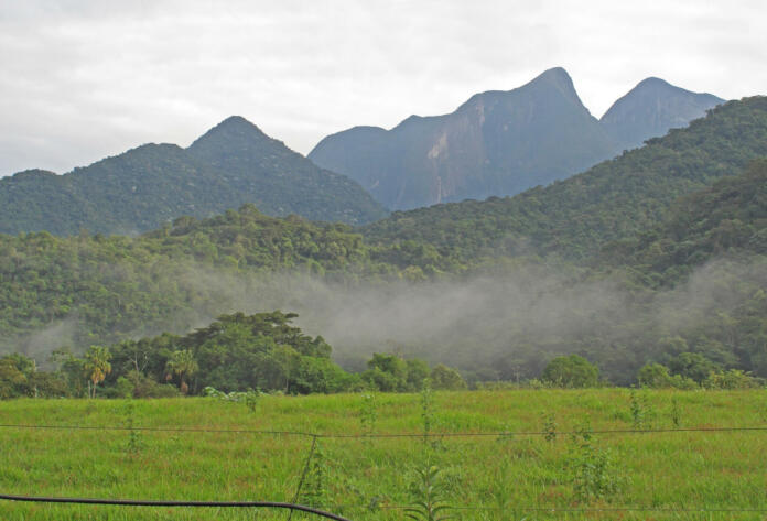 view over recently replanted forest to mountains, with early morning mist