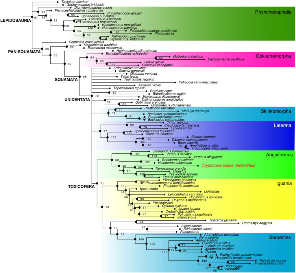 Infografika časovne umestitve fosila Cryptovaranoides microlanius