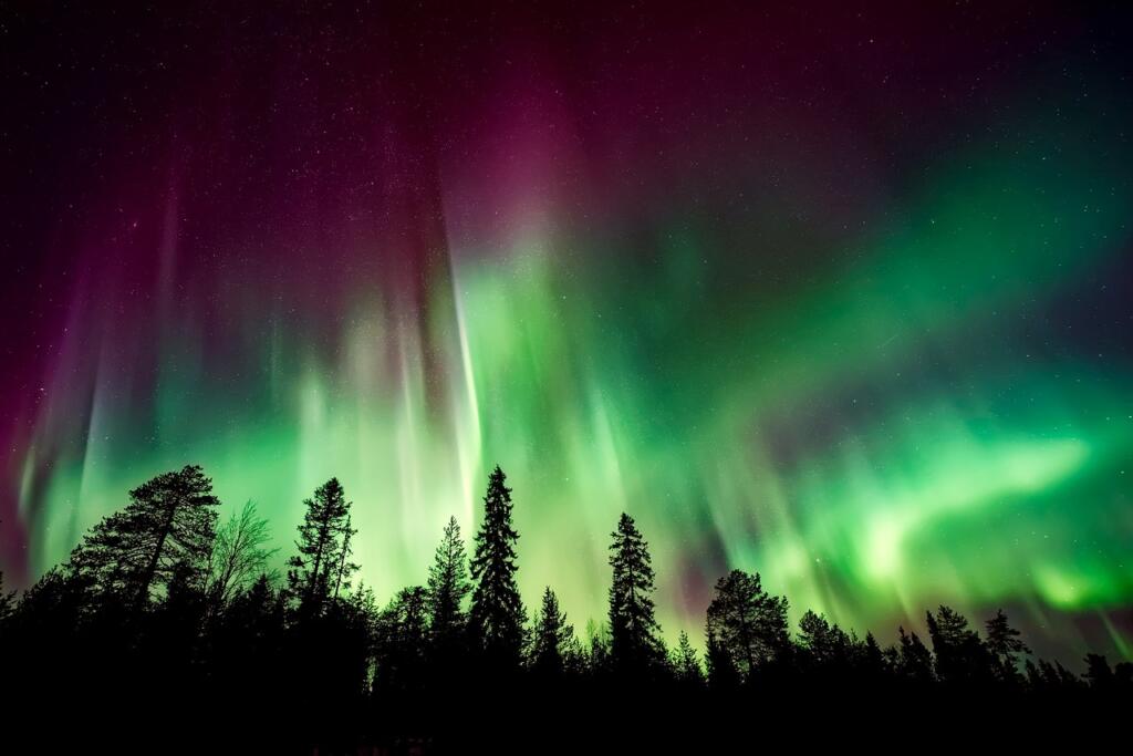 aurora borealis, northern lights, forest