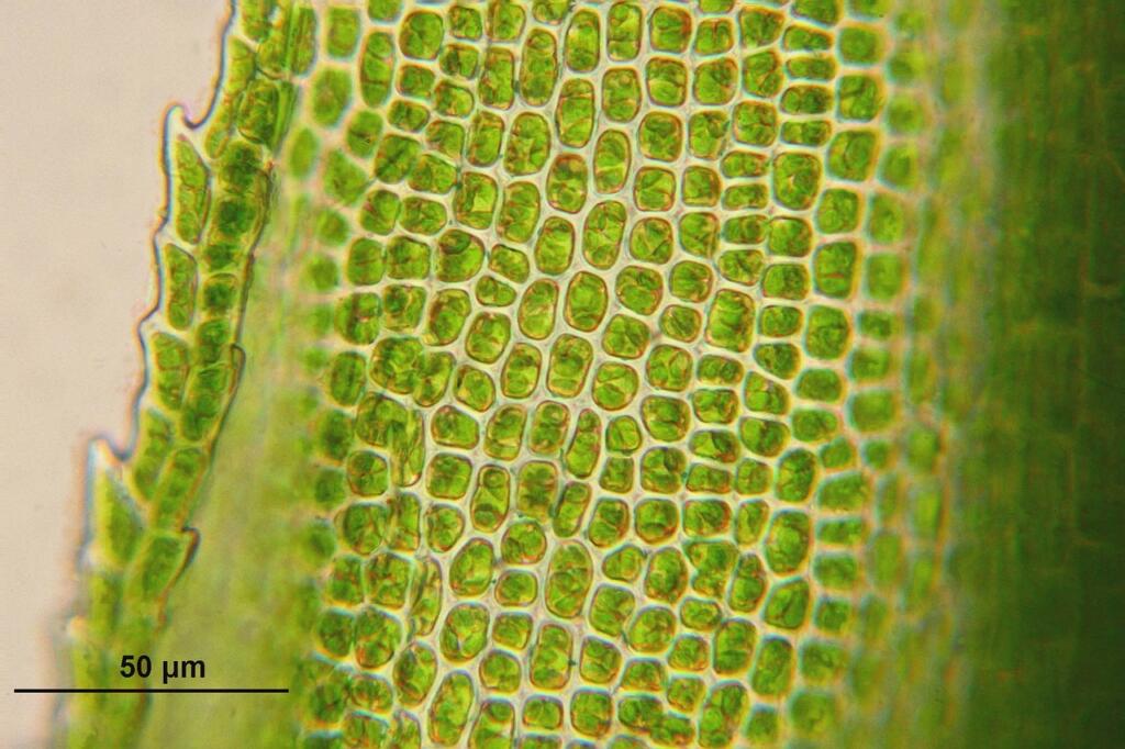 Zelene rastlinske celice z vidnimi kloroplasti