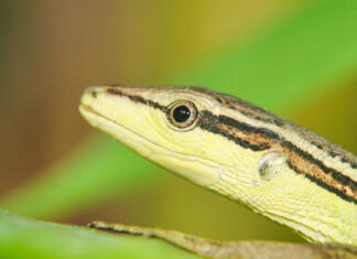 Desetletja star fosil je zamaknil čas nastanka plazilcev Close-up of a grass lizard perched on a branch of grass