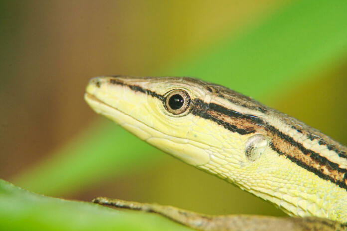 Close-up of a grass lizard perched on a branch of grass