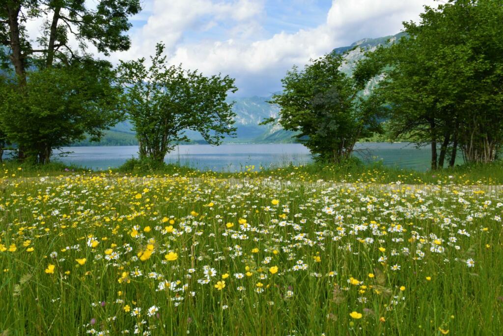 Colorful yellow and white flowers on a meadow at the shore of lake Bohinj in Julian alps and Triglav national park, Gorenjska, Slovenia