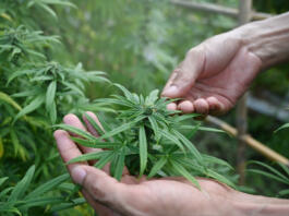 Cropped shot farmer checking marijuana or cannabis plantation in greenhouse. Alternative herbal medicine, health, hemp industry concept.