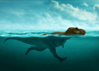 Ali so lahko dinozavri plavali? Dinosaur 3d rendering, Tyrannosaurus Rex swimming
