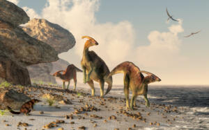 Three parasaurolophus stand on a rock beach.  Pterasaurs fly over head and a small mammal watches the dinosaurs as they meander along the water's edge. 3DRendering