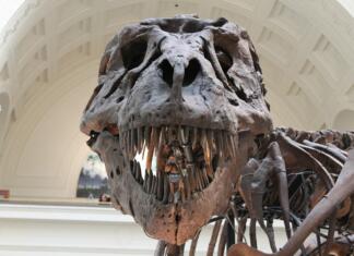 Znanstveniki odkrili, česa dinozavri niso jedli tyrannosaurus, prehistoric, skeleton