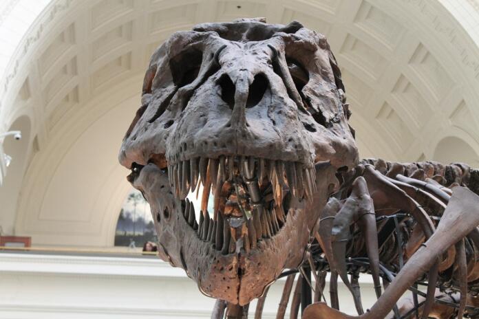 tyrannosaurus, prehistoric, skeleton