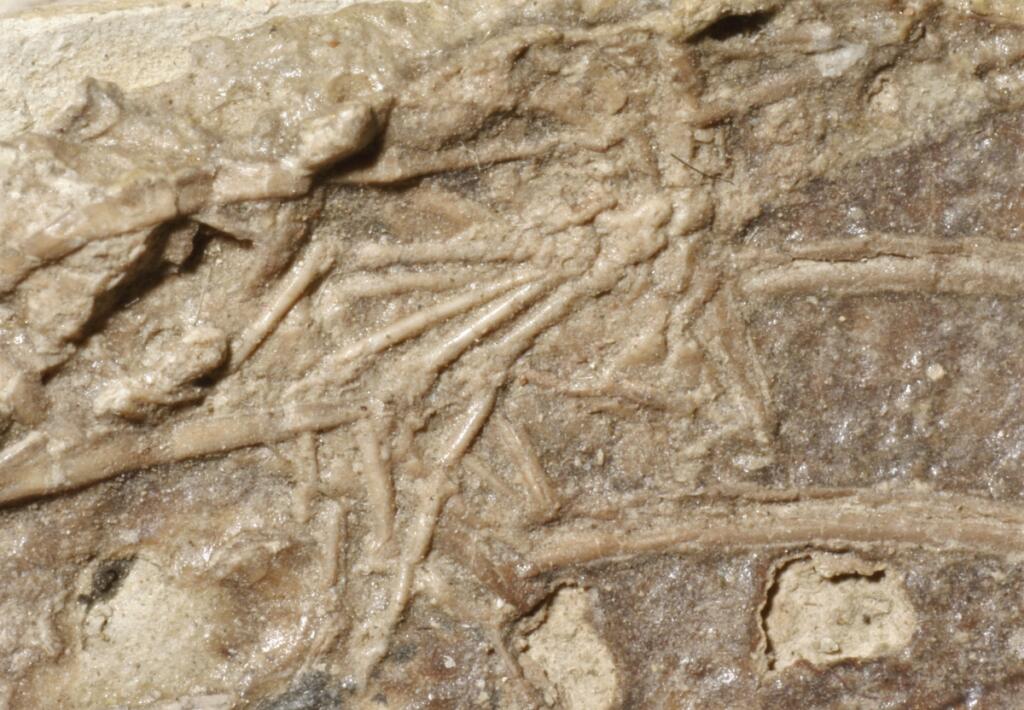 Približana fotografija mikroraptorjevega fosila nam pokaže malo nogo sesalca