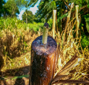 A cross-section cut from a banana tree. There is a lot of astringent here.