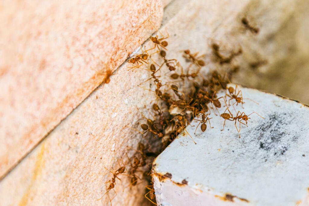 A dangerous colony of angry fire ants is swarming the wall of a human build house.