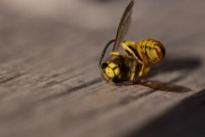 A dead yellow and black bee on brown wooden surface in close up photography