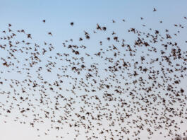 A numerous flock of starlings