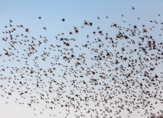 Kako nastane inteligenca roja? A numerous flock of starlings