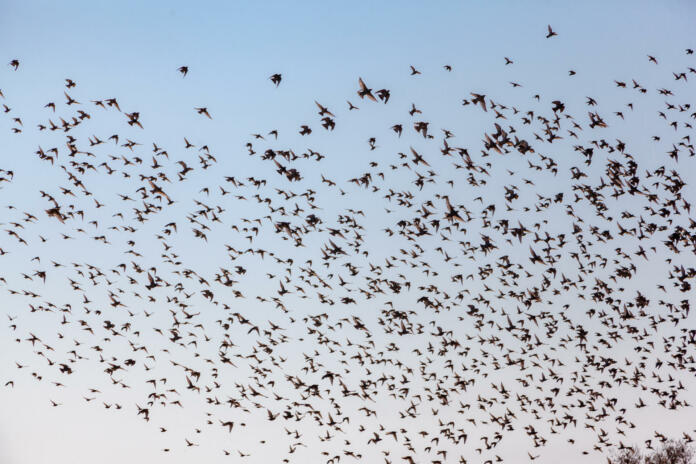 A numerous flock of starlings