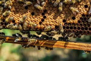 apiary, bees, insects