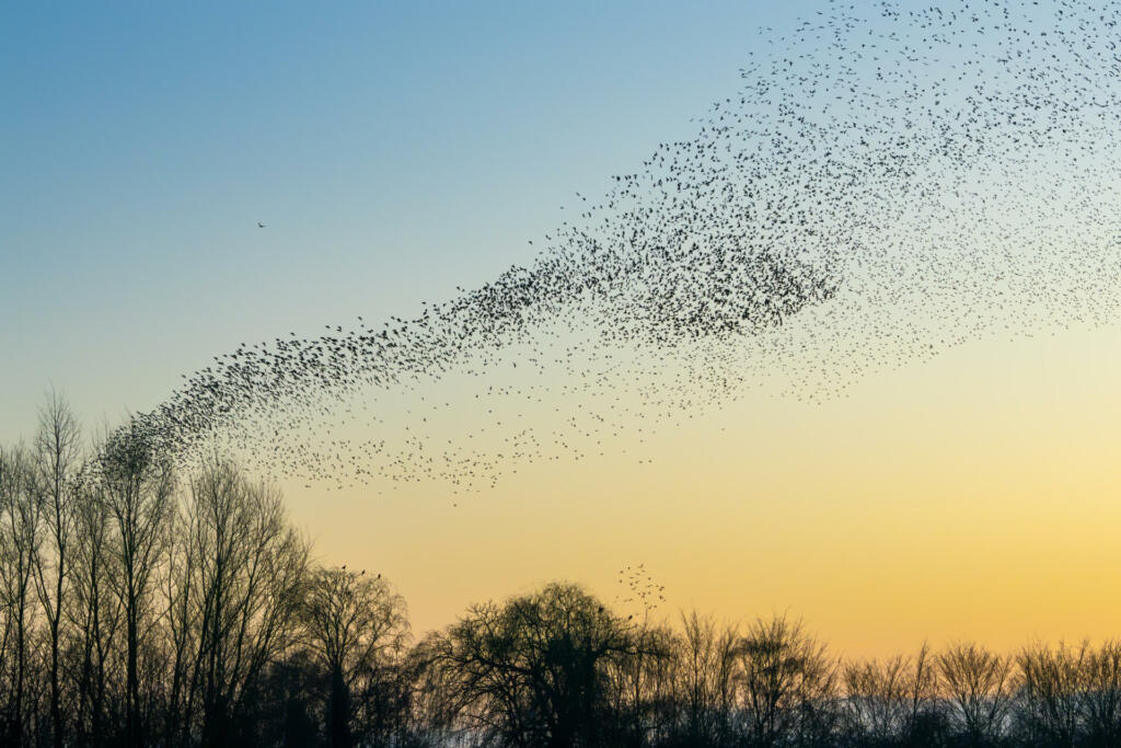 Beautiful large flock of starlings. A flock of starlings birds fly in the Netherlands. During January and February, hundreds of thousands of starlings gathered in huge clouds. Starling murmurations.