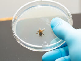 Biological tests on the dangerousness of the poison of the sting of the Melliferous bees. Closeup of hand with blue glove of a scientist holding a Petri plate with a bee inside