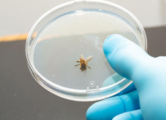 Življenjska doba čebele se je že prepolovila Biological tests on the dangerousness of the poison of the sting of the Melliferous bees. Closeup of hand with blue glove of a scientist holding a Petri plate with a bee inside
