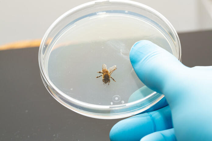 Biological tests on the dangerousness of the poison of the sting of the Melliferous bees. Closeup of hand with blue glove of a scientist holding a Petri plate with a bee inside