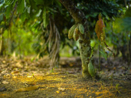 Chocolate tree, Theobroma cacao with fruits bokeh background. cacao have varieties Trinitario, Forastero, and criollo