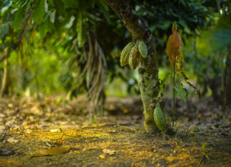 Zabavna dejstva o kakavu Chocolate tree, Theobroma cacao with fruits bokeh background. cacao have varieties Trinitario, Forastero, and criollo