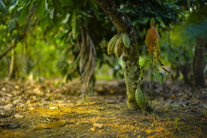 Chocolate tree, Theobroma cacao with fruits bokeh background. cacao have varieties Trinitario, Forastero, and criollo
