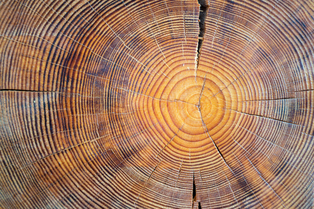 Close up view of wood core. Sawn mature tree section with cracks and rings that tell it's age. Natural organic texture with cracked and rough surface.